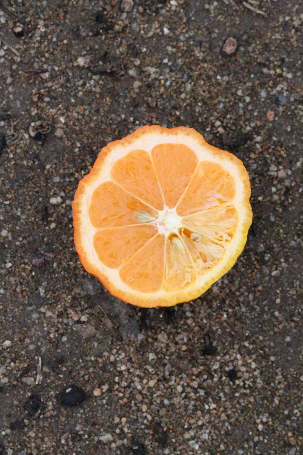              Fruit cross-section (Riverside, CA)       